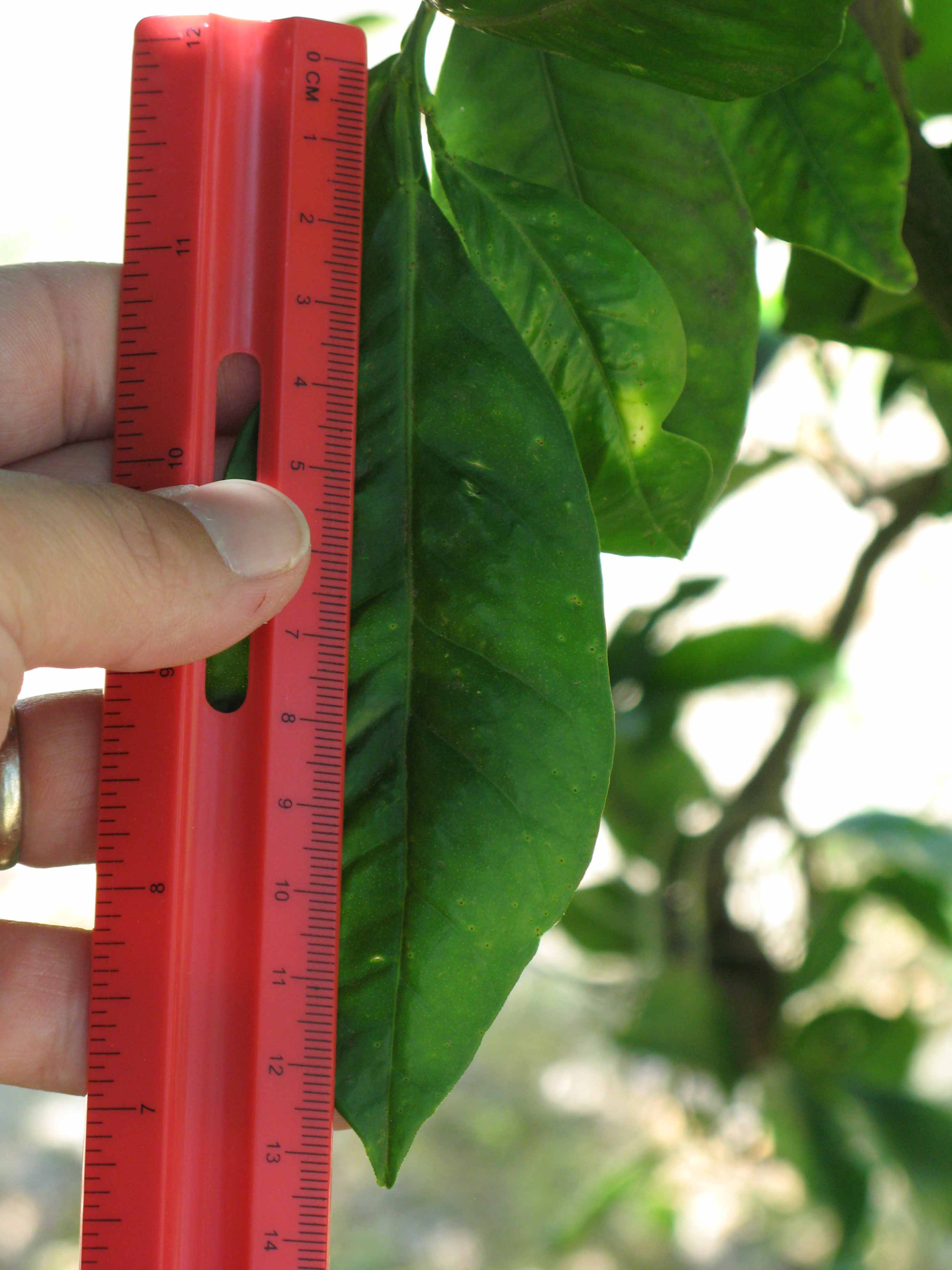            Unifoliolate leaf (Sanguinelli, Winter Haven, FL)   